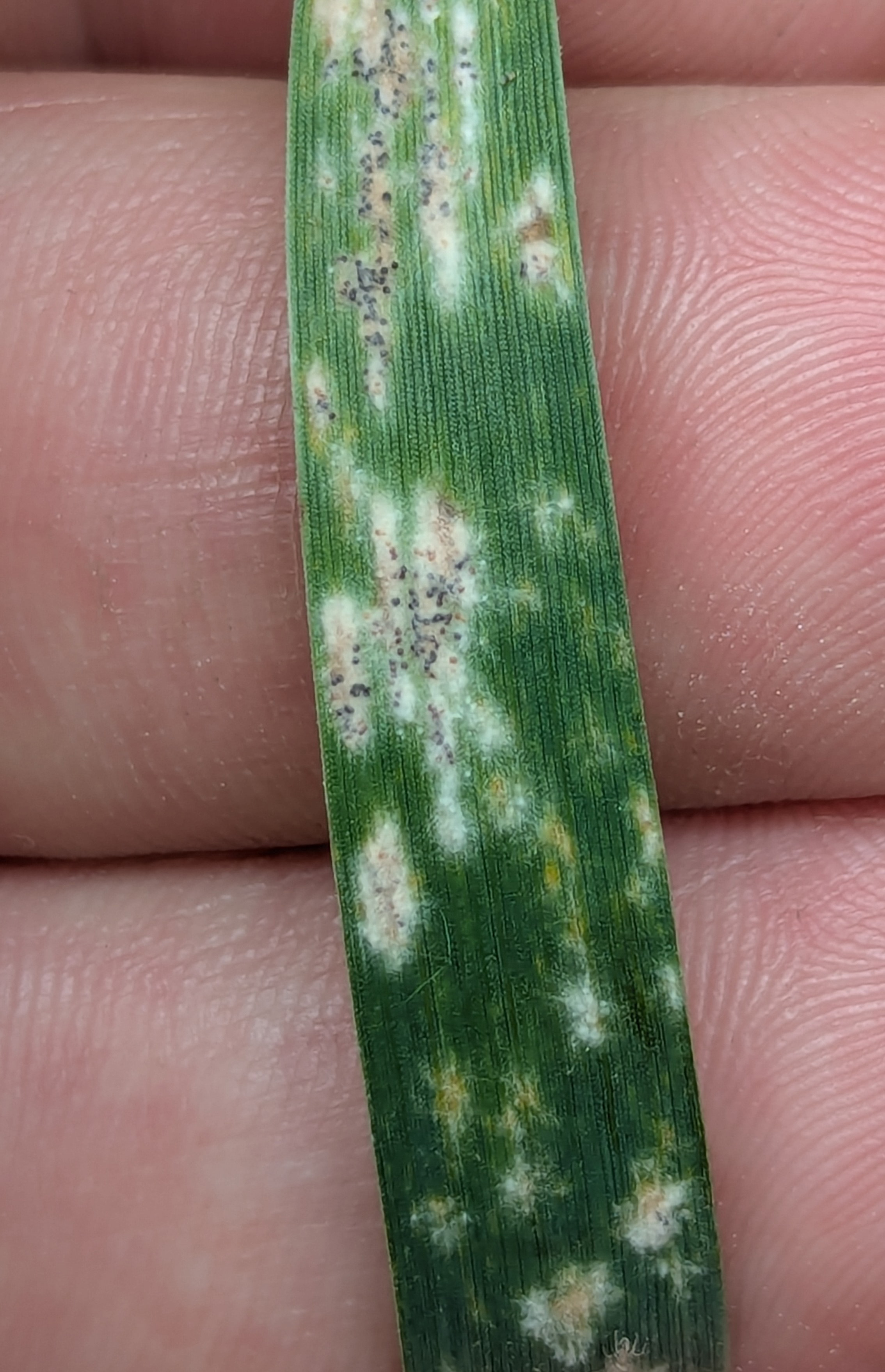 White fungus and black spots on the blade of a wheat plant.